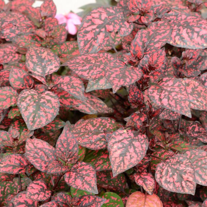 Hippo® Red - Hypoestes phyllostachya ''G14157'' PPAF (Polka Dot Plant) from Betty's Azalea Ranch