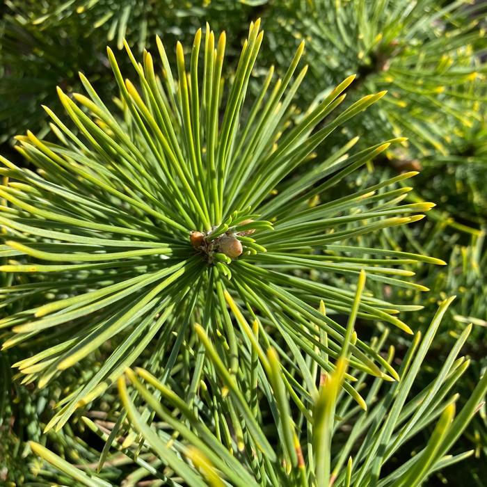 Winter Sun (Wintersonne) Mugo Pine - Pinus mugo ''Winter Sun (Wintersonne)'' (Mugo Pine) from Betty's Azalea Ranch