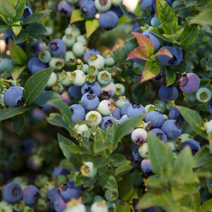 Bushel and Berry® Jelly Bean® - Vaccinium ''ZF06-179'' PP24662 CPBR5496 (Blueberry) from Betty's Azalea Ranch