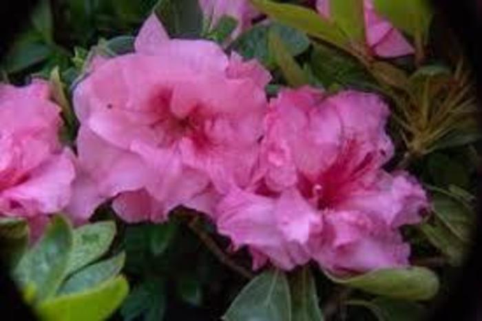 Rebloom® 'Pink Corsage™' - Rhododendron (Azalea) from Betty's Azalea Ranch