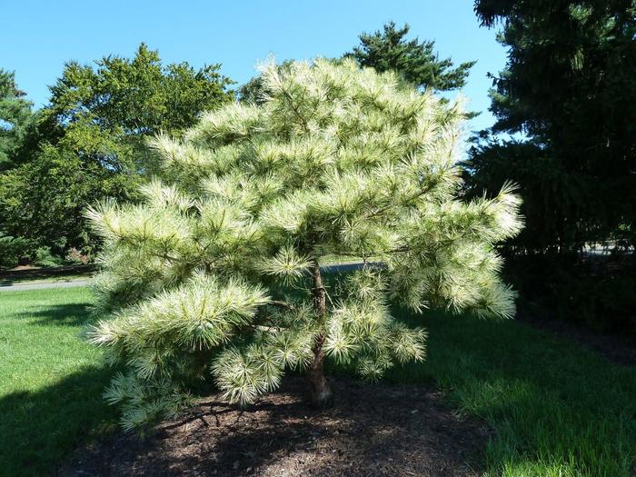 Oculus Draconis Dragon-Eye Japanese Red Pine - Pinus densiflora ''Oculus Draconis'' (Dragon-Eye Japanese Red Pine) from Betty's Azalea Ranch