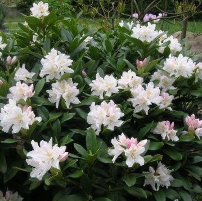 'Cunningham's White' - Rhododendron catawbiense from Betty's Azalea Ranch