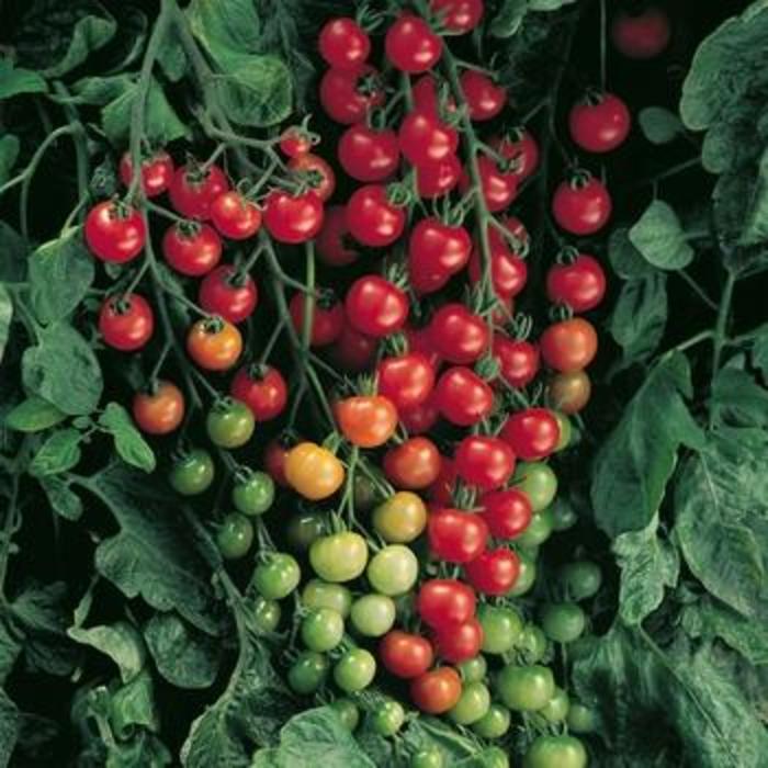 'Super Sweet 100' Tomato - Lycopersicon esculentum from Betty's Azalea Ranch
