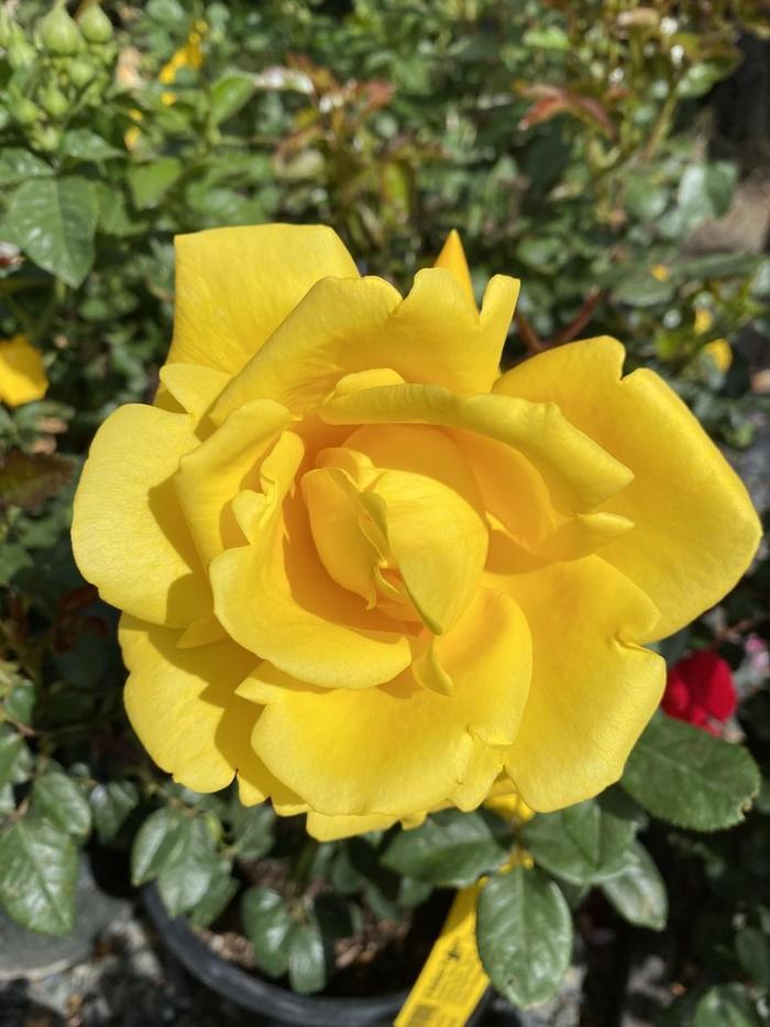 'Radiant Perfume' Grandiflora Rose - Rosa from Betty's Azalea Ranch