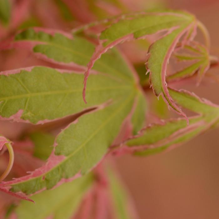 Japanese Maple - Acer palmatum 'Beni Schichihenge' from Betty's Azalea Ranch
