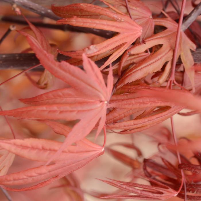 Emperor 1® Japanese Maple - Acer palmatum ''Wolff'' (Japanese Maple) from Betty's Azalea Ranch