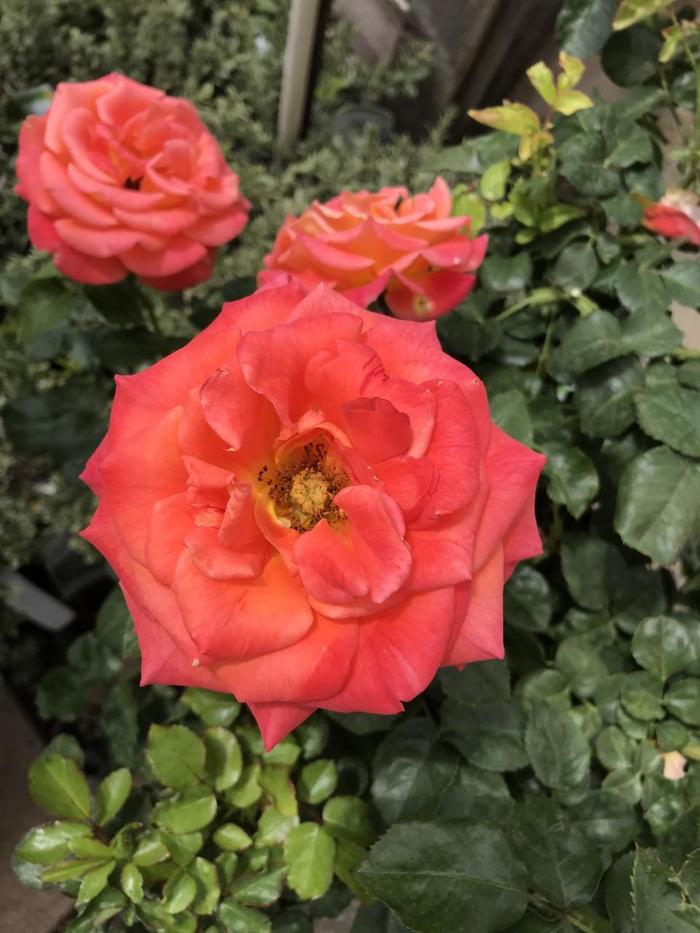 'Burst of Joy' Rose - Rosa from Betty's Azalea Ranch
