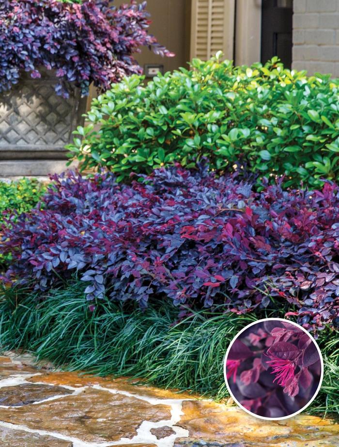 Purple Daydream® Chinese Fringeflower - Loropetalum chinense ''PIILC-III'' PP25471 from Betty's Azalea Ranch