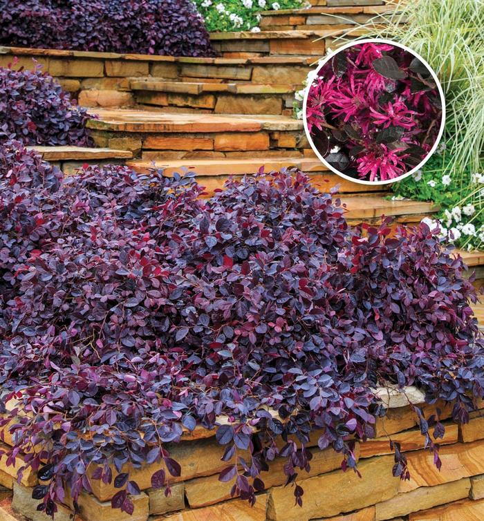 Purple Pixie® Chinese Fringe-flower - Loropetalum chinense ''Peack'' PP18441 from Betty's Azalea Ranch