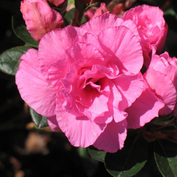 Walberton's® 'Pink Ruffles' - Rhododendron (Azalea) from Betty's Azalea Ranch
