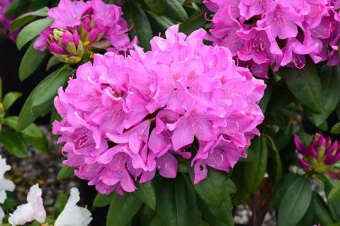 'Roseum Pink' - Rhododendron catawbiense from Betty's Azalea Ranch