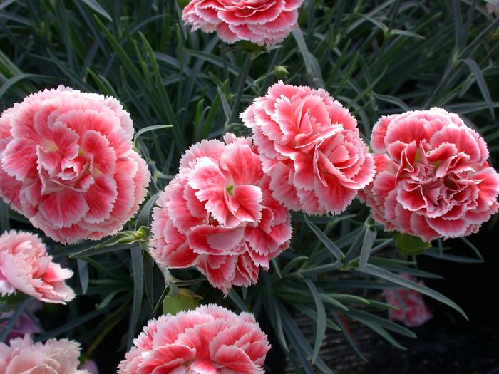 Scent First® Coral Reef - Dianthus ''Coral Reef'' PP19660 (Pinks) from Betty's Azalea Ranch