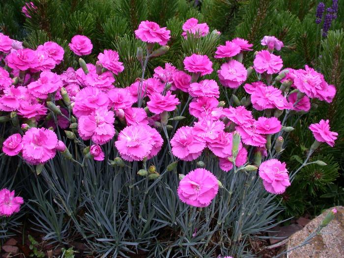 Scent First® Tickled Pink - Dianthus ''Devon Pp11'' PP14919 (Dianthus) from Betty's Azalea Ranch