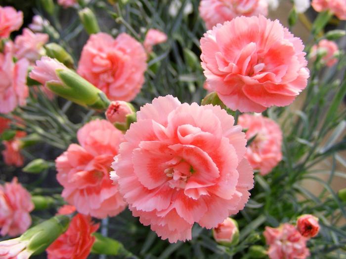 Scent First® Romance - Dianthus ''WP09 Wen04'' PP21843 (Dianthus) from Betty's Azalea Ranch