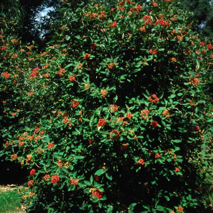 Alleghany Viburnum - Viburnum x rhytidophylloides ''Alleghany'' (Viburnum) from Betty's Azalea Ranch