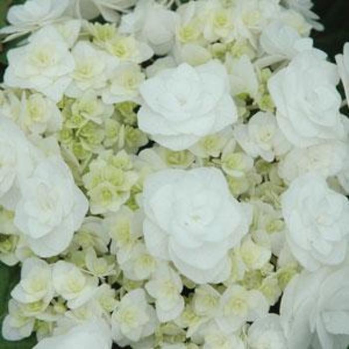 Double Delights™ Wedding Gown - Hydrangea macrophylla ''Dancing Snow'' PP21052 (Hydrangea) from Betty's Azalea Ranch