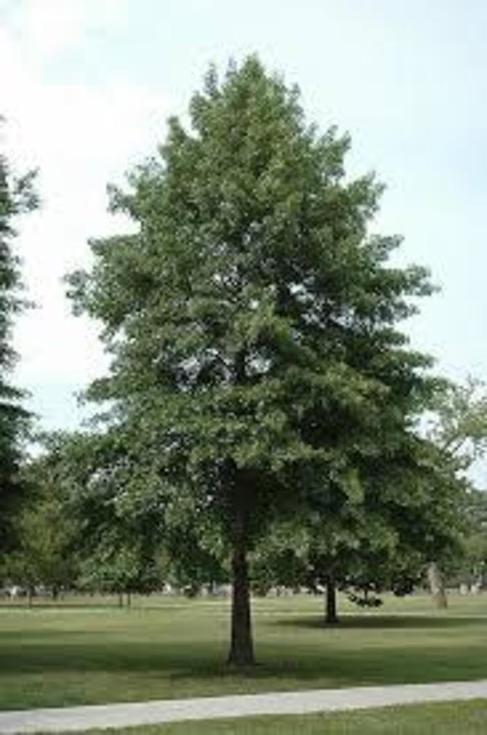 Pin Oak - Quercus palustris (Pin Oak) from Betty's Azalea Ranch