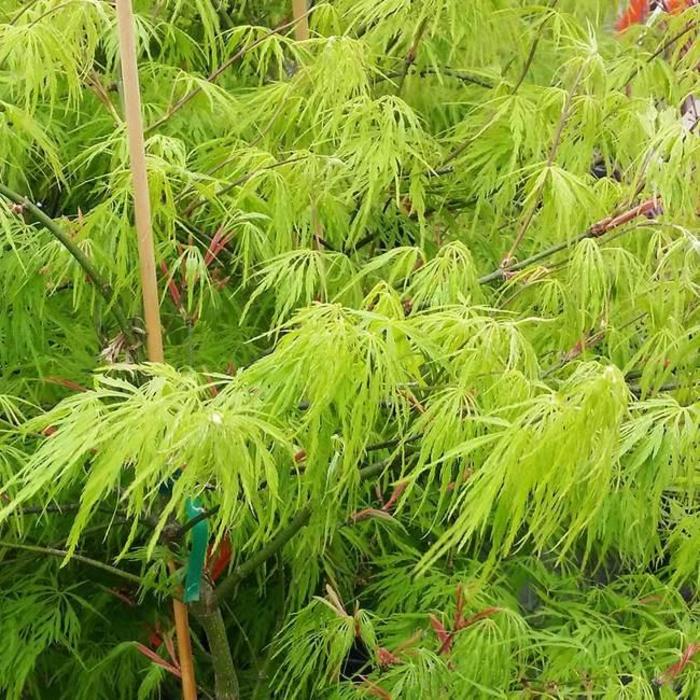 Vitifolium Fullmoon Maple - Acer japonicum ''Vitifolium'' (Fullmoon Maple) from Betty's Azalea Ranch