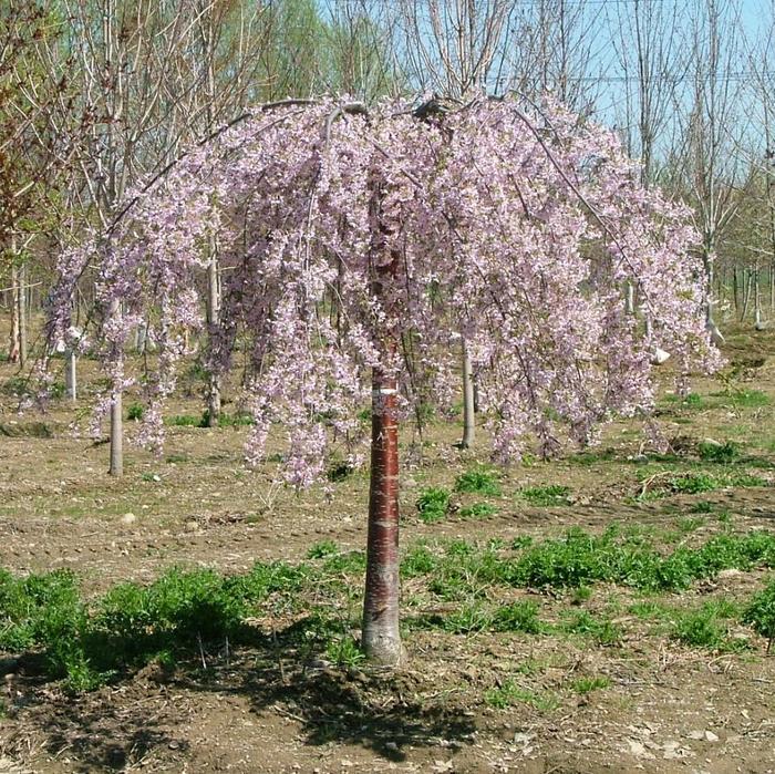 'Pink Snow Showers™' Weeping Cherry - Prunus from Betty's Azalea Ranch