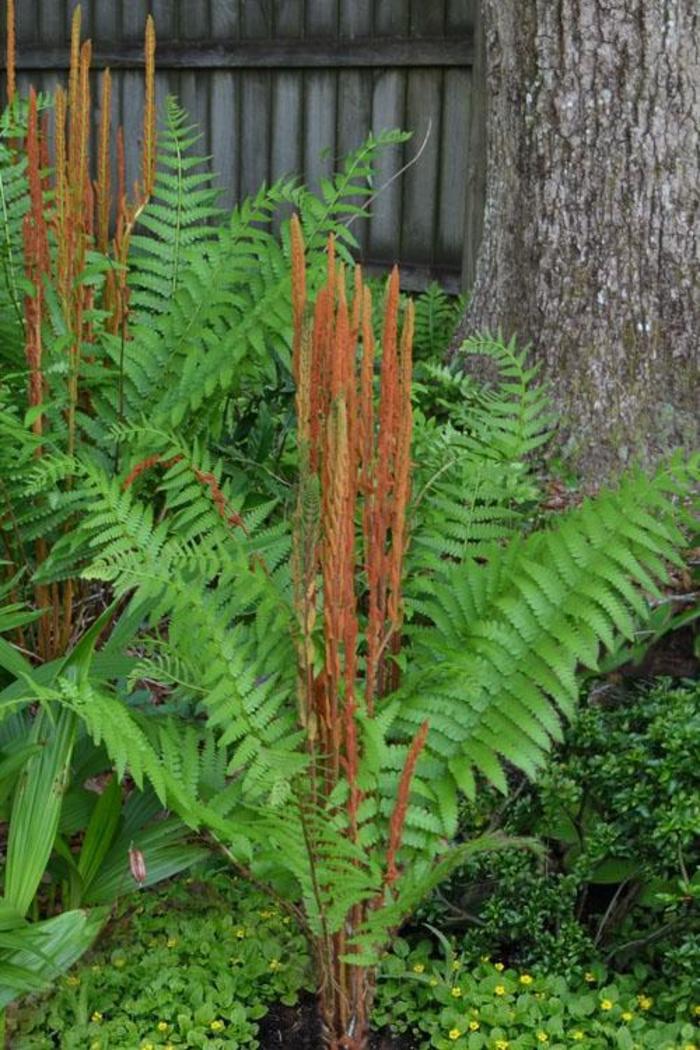 Cinnamon fern - Osmundastrum cinnamomea (Cinnamon fern) from Betty's Azalea Ranch
