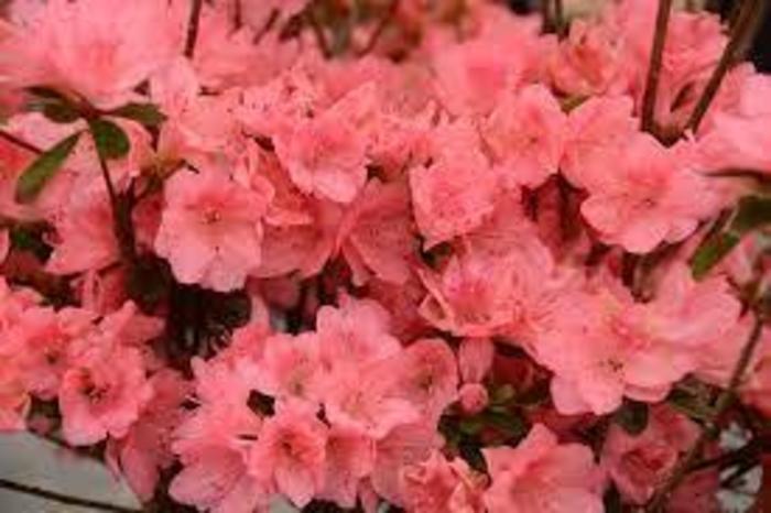 'Blaauw's Pink' Azalea - Rhododendron Karume hybrid from Betty's Azalea Ranch