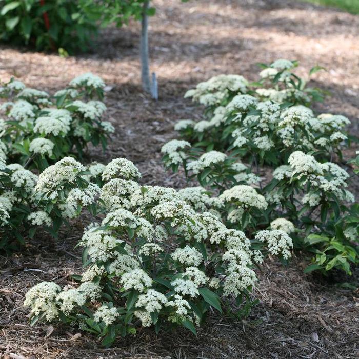 Lil'' Ditty® Witherod Viburnum - Viburnum cassinoides ''SMNVCDD'' PP27549, CBR 5943 (Witherod Viburnum) from Betty's Azalea Ranch