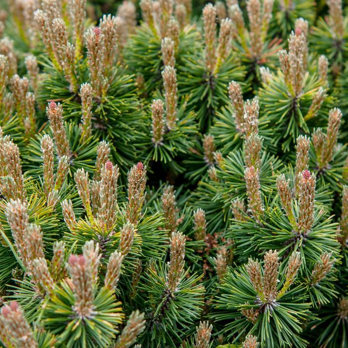 Dwarf Mountain Pine - Pinus mugo var. pumilio (Dwarf Mountain Pine) from Betty's Azalea Ranch