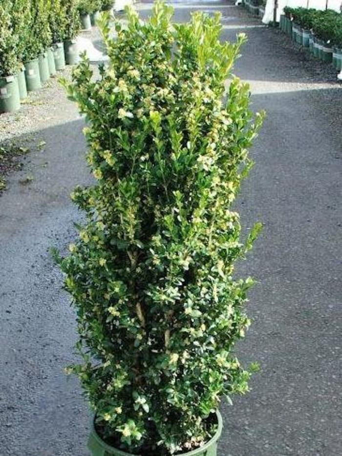 Fastigiata Boxwood - Buxus sempervirens ''Fastigiata'' (Boxwood) from Betty's Azalea Ranch