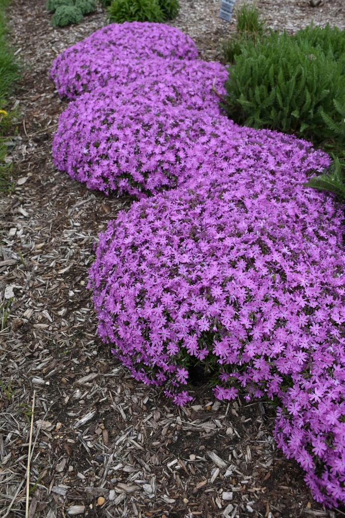 Bedazzled Pink Spring Phlox - Phlox ''Bedazzled Pink'' PPAF (Spring Phlox) from Betty's Azalea Ranch