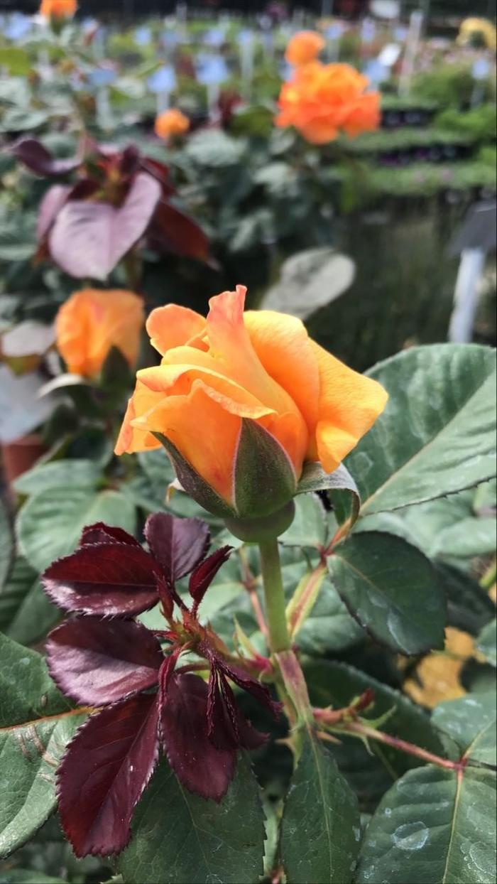 'Vavoom™' Floribunda Rose - Rosa from Betty's Azalea Ranch