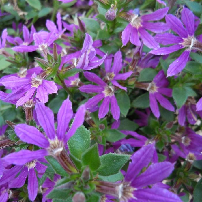 Surdiva® Purple - Scaevola ''Purple'' (Fan Flower) from Betty's Azalea Ranch