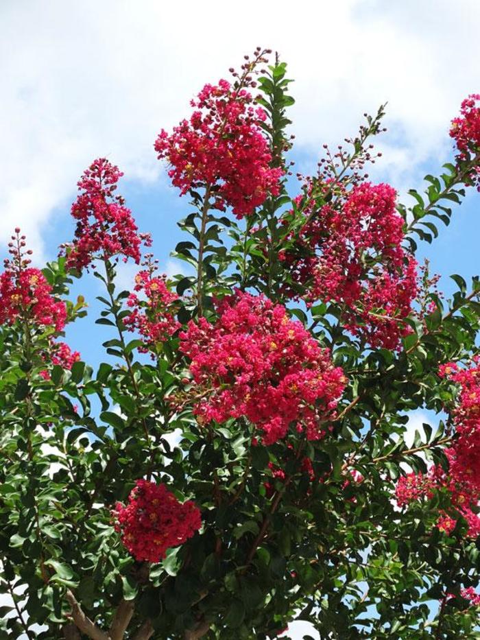 'Tonto' Crape Myrtle - Lagerstroemia indica x fauriei from Betty's Azalea Ranch