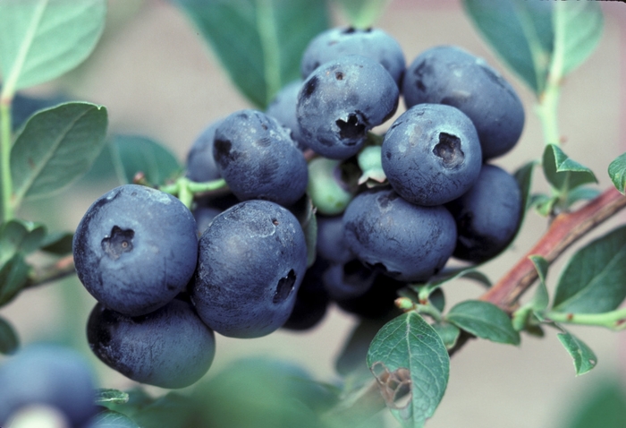 Northblue Blueberry - Vaccinium ''Northblue'' (Blueberry) from Betty's Azalea Ranch