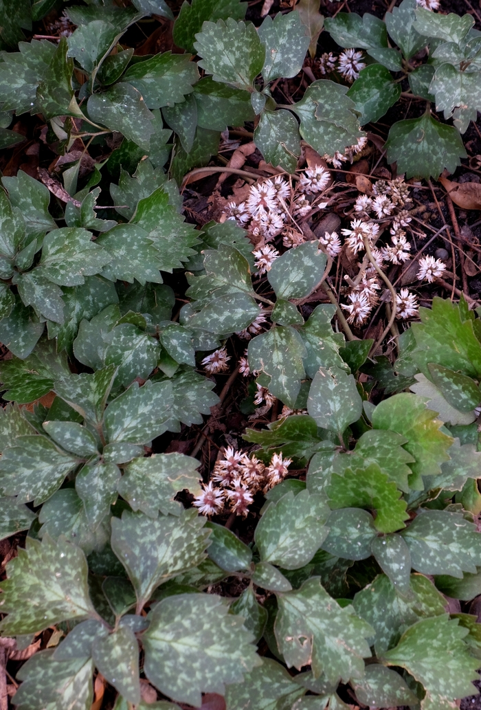 Allegheny Spurge - Pachysandra procumbens (Allegheny Spurge) from Betty's Azalea Ranch
