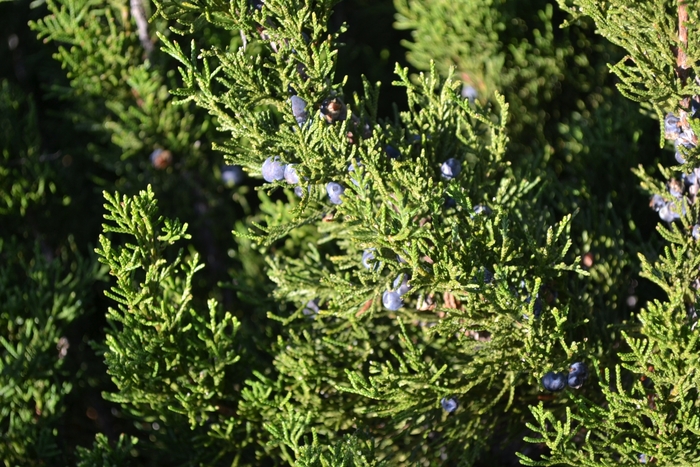 Mint Julep® Juniper - Juniperus chinensis ''Mint Julep®'' (Juniper) from Betty's Azalea Ranch