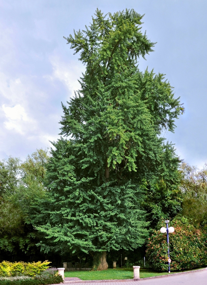 Magyar Maidenhair Tree - Ginkgo biloba ''Magyar'' (Maidenhair Tree) from Betty's Azalea Ranch