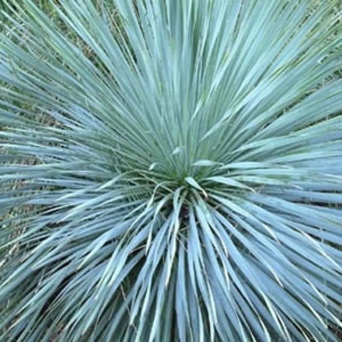 Hoffer''s Blue Blue Yucca - Yucca filamentosa ''Hoffer''s Blue'' (Blue Yucca) from Betty's Azalea Ranch