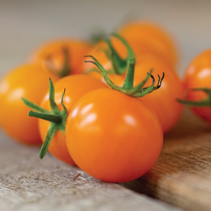 'Sun Sugar' Cherry Tomato - Lycopersicon esculentum from Betty's Azalea Ranch
