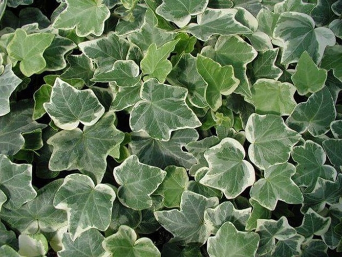 Anne Marie English Ivy - Hedera helix ''Anne Marie'' (English Ivy) from Betty's Azalea Ranch