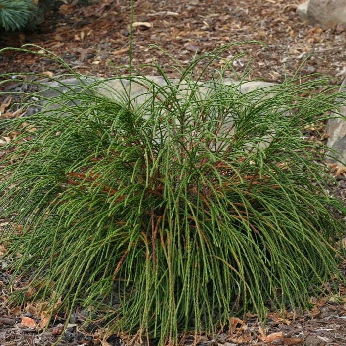 Whipcord Arborvitae - Thuja plicata ''Whipcord'' (Arborvitae) from Betty's Azalea Ranch