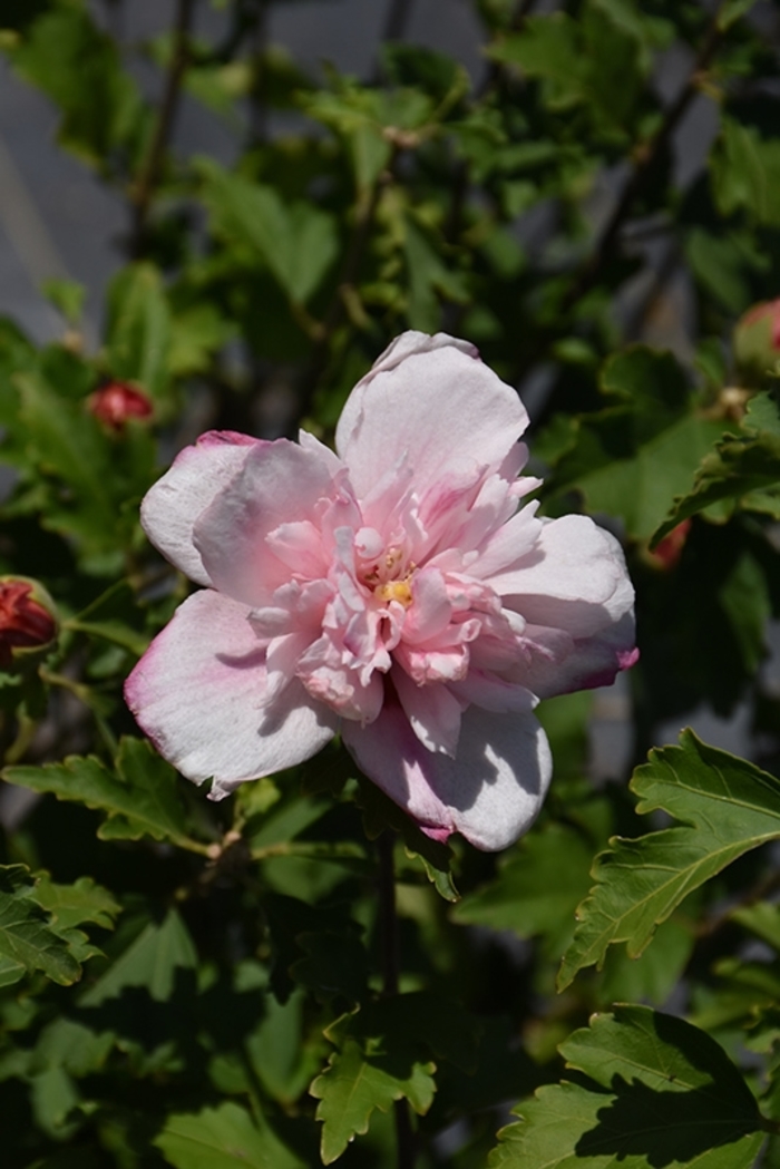 'Double Pink' Rose of Sharon - Hibiscus syriacus from Betty's Azalea Ranch