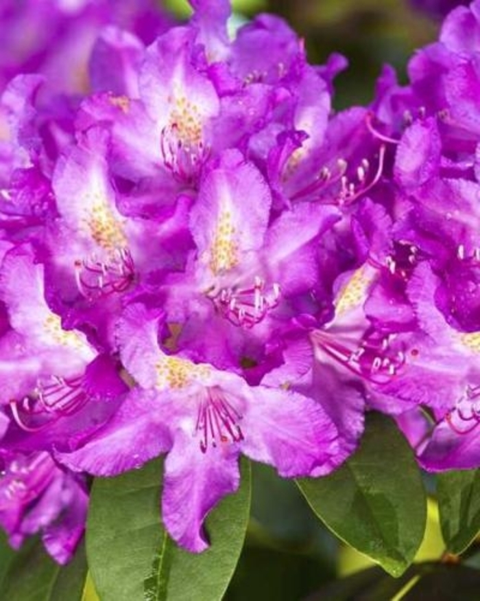 'Purpureum Elegans' - Rhododendron catawbiense from Betty's Azalea Ranch