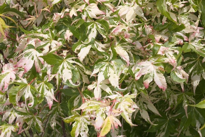 Orido-nishiki Japanese Maple - Acer palmatum ''Orido-nishiki'' (Japanese Maple) from Betty's Azalea Ranch