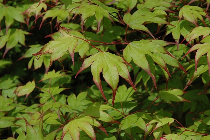 Tsuma-gaki Japanese Maple - Acer palmatum ''Tsuma-gaki'' (Japanese Maple) from Betty's Azalea Ranch