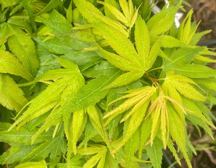 Mikawa Yatsubusa Japanese Maple - Acer palmatum ''Mikawa Yatsubusa'' (Japanese Maple) from Betty's Azalea Ranch