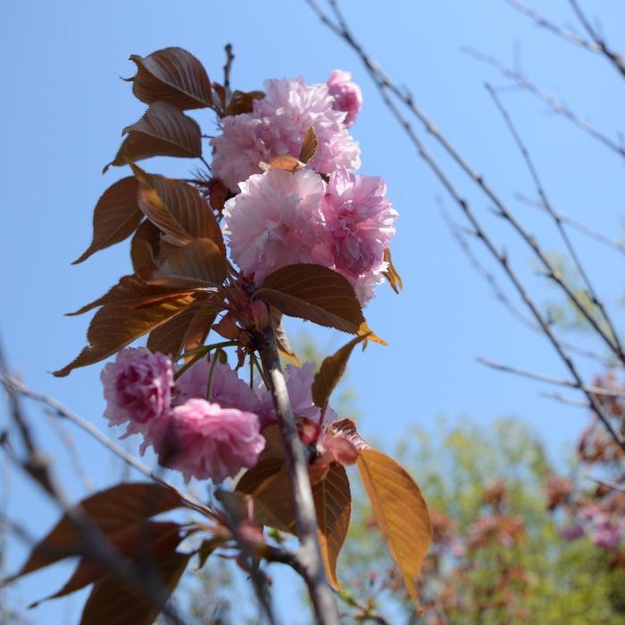 ''Kwanzan'' Flowering Cherry - Prunus serrulata from Betty's Azalea Ranch