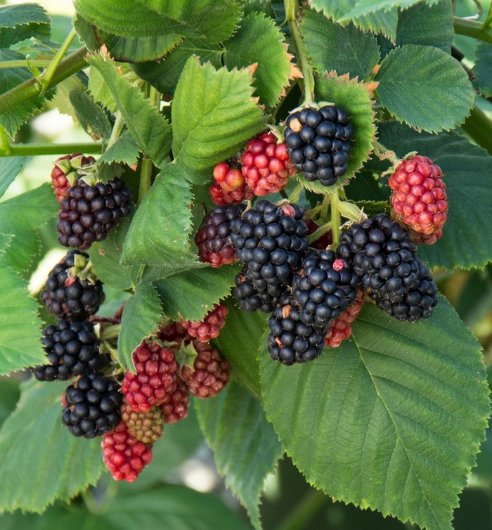 Blackberry - Rubus ''APF-236T'' PP27032 CPBRAF (Blackberry) from Betty's Azalea Ranch