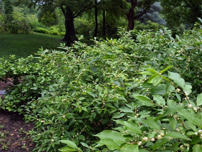 Southern Gentleman Winterberry - Ilex verticillata ''Southern Gentleman'' (Winterberry) from Betty's Azalea Ranch