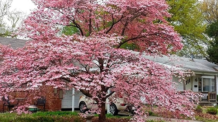 Rubra Pink Flowering Dogwood - Cornus florida ''Rubra'' (Pink Flowering Dogwood) from Betty's Azalea Ranch