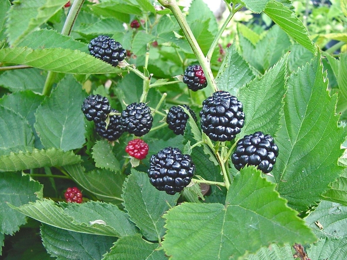 Natchez Blackberry - Rubus ''Natchez'' (Blackberry) from Betty's Azalea Ranch